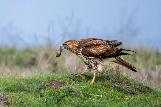 Red-tailed hawk hunting with prey in grassy field at Byxbee Park