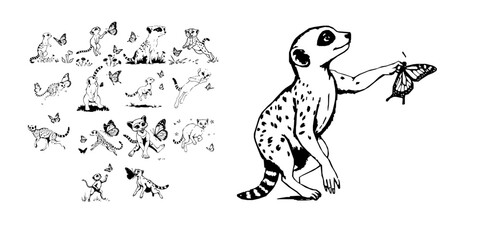 Obraz premium Meerkat Chasing A Butterfly Outline Clean Line Black Outline On White Coloring Page