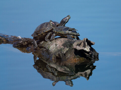 Two red-eared slider turtles basking on a log in calm freshwater