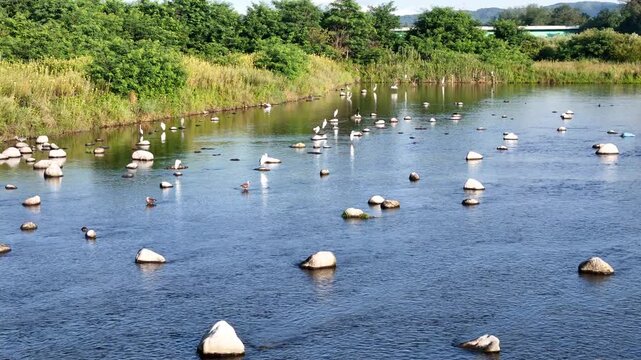 River flows gently, rocks bob in water. Green grasses line both banks, tall and dense. Sunlight glints off surface, creating a calm, peaceful scene. No people, no wildlife, no signs of human activity