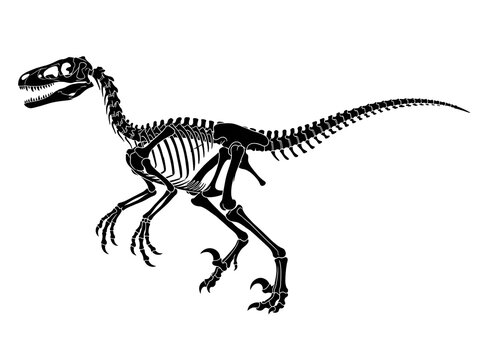 Black silhouette velociraptor skeleton vector illustration isolated on white background