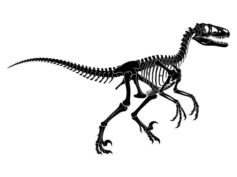 Velociraptor Dinosaur Skeleton Black Vector Silhouette Isolated on White Background