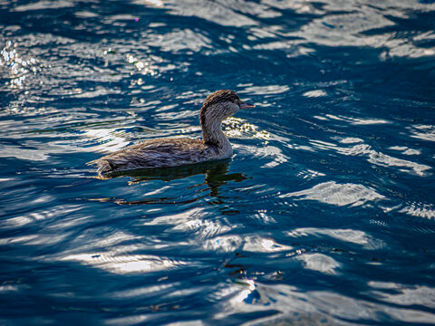 Young Grebe On Ruffled Sea