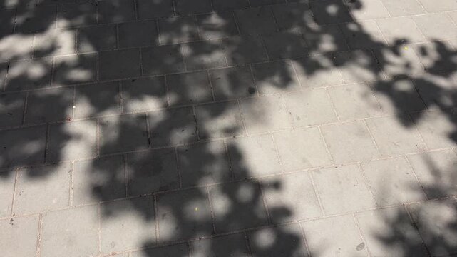 Shadows of moving leaves cast on a tiled surface in natural light, creating soft abstract patterns that evoke calm, minimalism, and the passage of time	