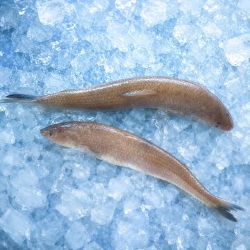 Lizard Fish