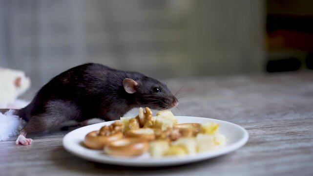 A black rat exploring a wooden table near a plate of food, bread crumbs, and a green mug. feeding and curiosity