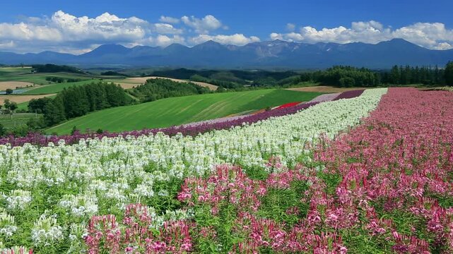 四季彩の丘のクレオメと十勝岳連峰