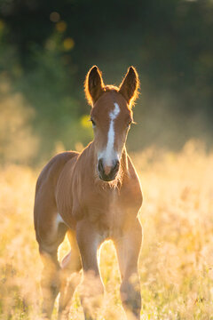 Red foal on summer flowers field