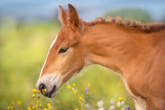 Red foal on summer flowers field