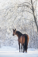 Naklejka premium Horse portrait in snow forest