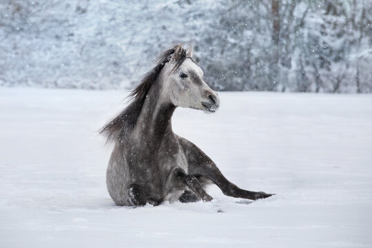 Horse rolling on a paddock