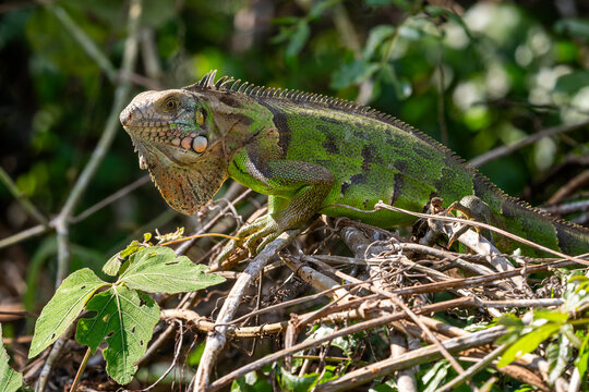 Common Green Iguana - Iguana iguana, large lizard from Central and Latin America woodlands, forests and fresh waters shores, Pantanal, Brazil.