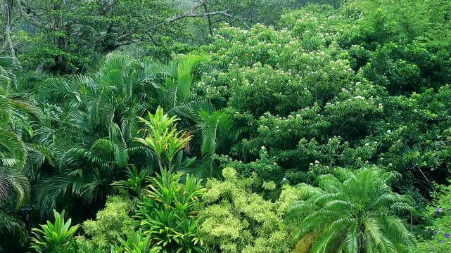 ムニンヒメツバキ咲く母島の森