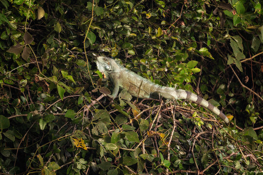 Common Green Iguana - Iguana iguana, large lizard from Central and Latin America woodlands, forests and fresh waters shores, Pantanal, Brazil.