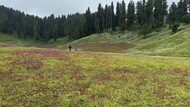 Rural Environment Journey Adventure. Travel Destination Kashmir Nature Beauty Green Landscape Valley Village City Roads Travel Pollution Blooms Buds Scenic Tourism Mountains Countryside Urban 