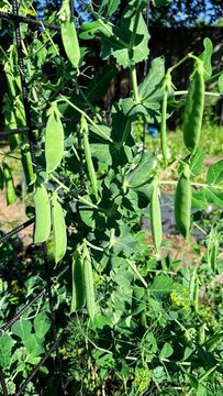 Green pea pods hanging from a trellis in a vibrant summer garden