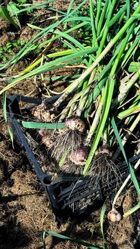 Garlic bulbs with green stalks piled in a black crate on rich soil background