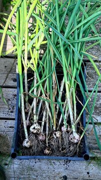 Garlic bulbs with green leaves and roots in growing container on wooden surface