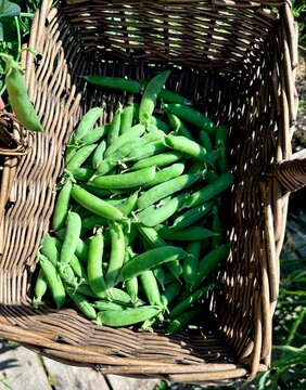 Freshly harvested green pea pods piled in a woven basket against a rustic garden backdrop