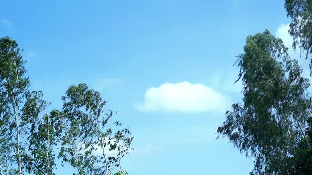 Two different types of trees silhouetted against a bright blue sky.