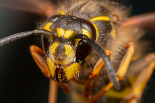 Striking Common Wasp Vespula Vulgaris and Yellowjacket Close-Up Portrait