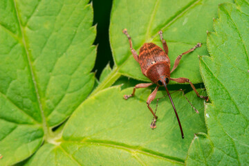 Curculio Nucum Nut Weevil and Snouted Beetle on Vibrant Green Leaf © AlMacro