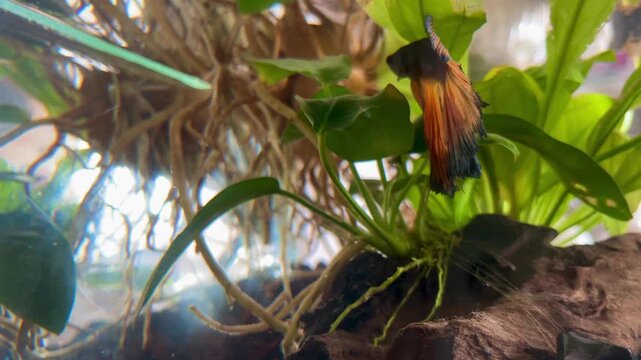 Betta Fish with The Miniature Oasis