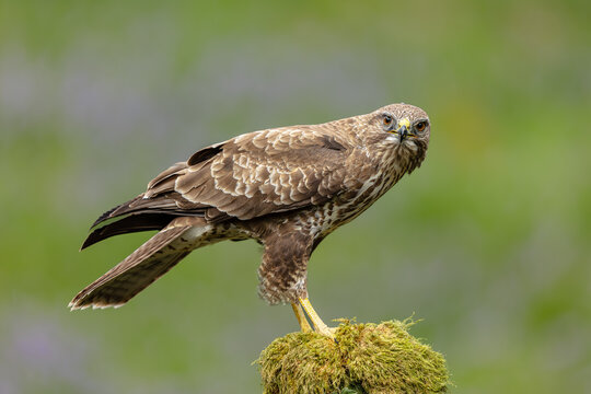Buzzard, Scientific name: Buteo buteo, Close up of a common buzzard, perched on a moss covered tree stump and facing front with an intent stare.  Clean background.  Horizontal.   Copy space.