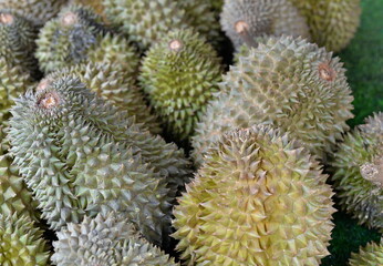 Fototapeta premium Fresh whole durian fruits displayed for sale at a local market in Penang, Malaysia. Known as the king of fruits, durian is prized for its distinctive aroma, spiky shell, and rich, creamy flesh. 