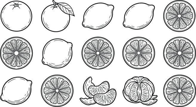 Citrus fruit collection vector illustration set featuring whole and sliced lemons oranges and tangerines hand drawn botanical sketch elements for natural food and drink themes, isolated