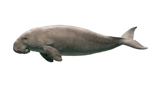 Large manatee swims through the water against a plain grey background in this detailed digital illustration.