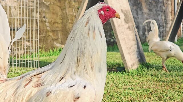 A white rooster with a red comb walks across a green grassy field on a sunny farm day.