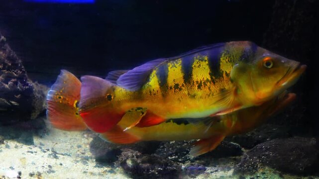 Datnioides microlepis, also known as Indonesian grouper, Indo datnoid, Indonesian tiger fish, or smooth-scaled tiger fish, swims in an aquarium