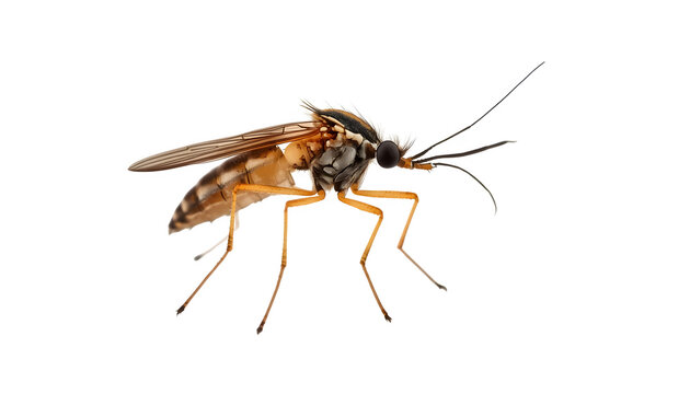 mosquito, insect, bug, nature, biology, pest, wildlife, macro, anatomy, science, parasite, wings, brown, health, disease, vector, biting, entomology, isolated, detail, zoom.
