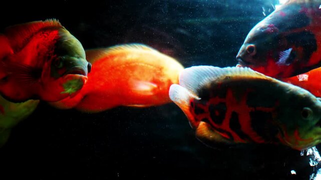 Astronotus Ocellatus swimming in a group in an aquarium