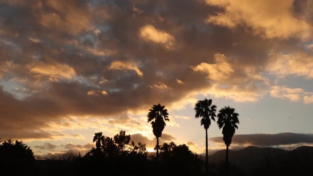 radiant sunset clouds and silhouette of palm trees, Stanford, South Africa