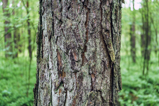 Sunlit pine tree trunk in summer forest