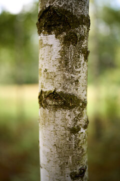 Macro view of birch bark with layered organic surface details