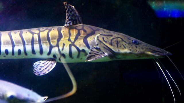 Tiger catfish (pseudoplatystoma fasciatum) and redtail catfish (phractocephalus hemioliopterus) living together in an aquarium