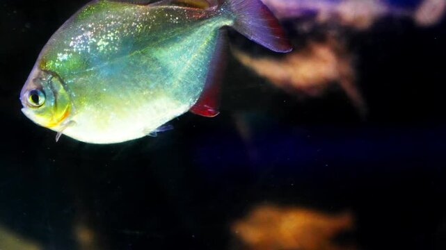 Red-bellied piranha is in the aquarium swimming calmly