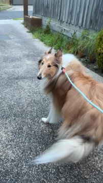 POV Walking Rough Collie Dog on Leash Along Residential Sidewalk