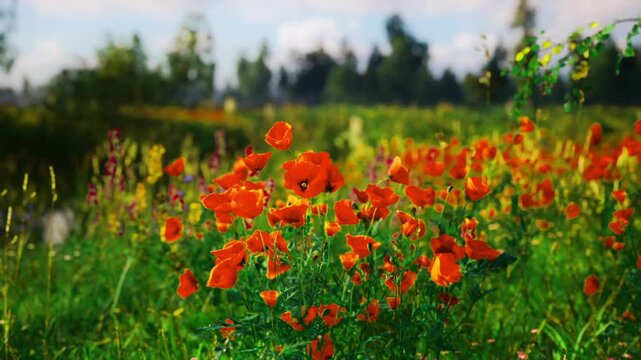 Busy bees visiting red poppies, pollination in action among vivid petals, close natural interaction showing nectar and pollen transfer, ecological focus
