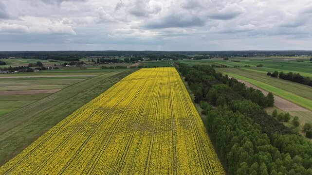 Spring agriculture landscape with yellow flowering crops