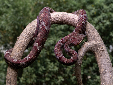 The flat-nosed pit viper (Craspedocephalus puniceus, formerly Trimeresurus puniceus), also called the ashy pit viper, is a highly venomous snake native to Indonesia, such as Java and Sumatra.