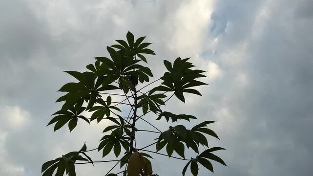 footage of cassava leaves blowing in the wind with a background of sky and clouds