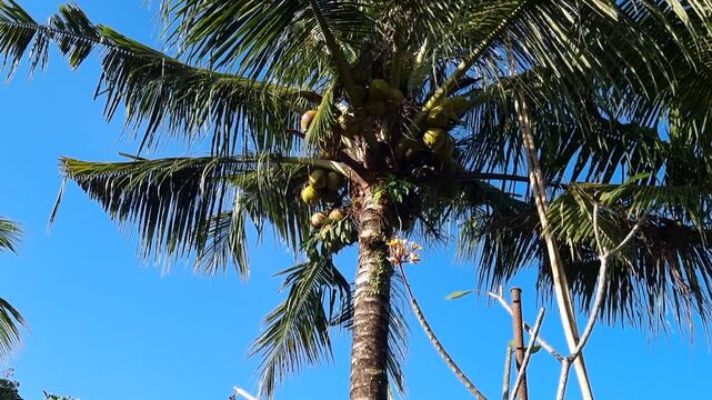 Tall coconut palm tree full of young green coconuts with delicate frangipani blossoms under bright tropical sunlight