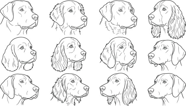 Detailed Line Art Illustrations of Dog Heads in Profile and Three-Quarter Views