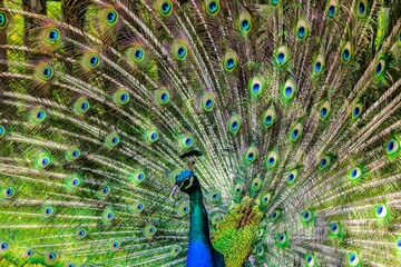 Obraz premium peacock with feathers