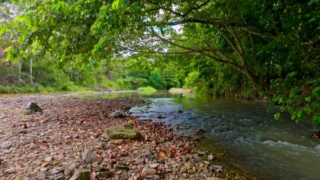 View of a tropical forest river landscape. Tropical rainforest ecosystem, healthy environment concept and background. Texture of green woody forest and river. Dominican Republic natural park.