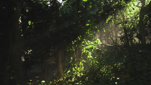Sunlit Belgian glade patch revealing small saplings and warm ground light intimate, poetic respite with scattered beams, soft carpet of plants, quiet solitude